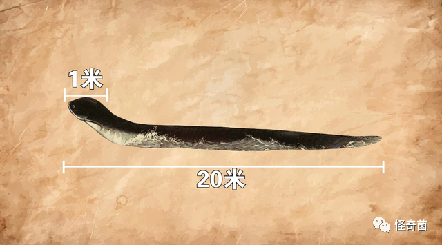 海妖三姐妹_海妖：_海妖的呼唤