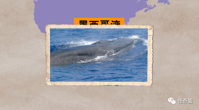 海妖：_海妖三姐妹_海妖的呼唤